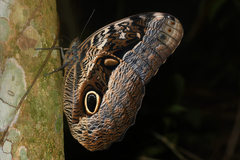 Caligo beltrao