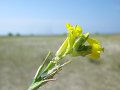 Erysimum virgatum