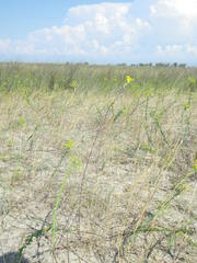 Erysimum virgatum