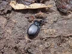 Sphaeroderus stenostomus stenostomus