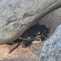 Leptograpsus