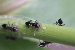 Crematogaster teranishii