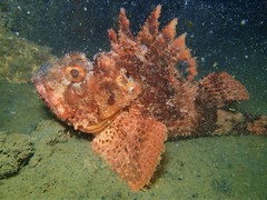 Scorpaena sumptuosa