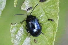 Agelastica coerulea