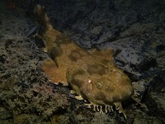 Orectolobus parvimaculatus