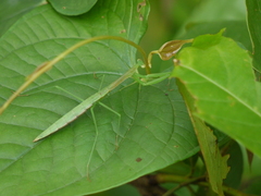 Cotigaonopsis providenceae