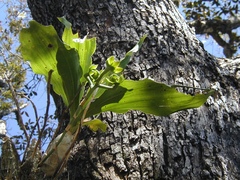 Catasetum cernuum