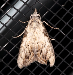 Nola pleurochorda