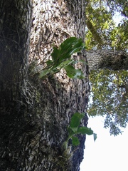 Catasetum cernuum