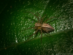 Oxyopes elegans