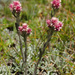 Antennaria dioica - Photo (c) Bernhard Fischer,  זכויות יוצרים חלקיות (CC BY-NC), הועלה על ידי Bernhard Fischer