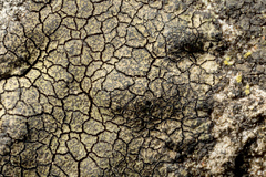 Placopyrenium fuscellum