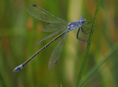 Lestes macrostigma