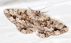 Hypomecis externaria