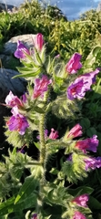 Echium judaeum