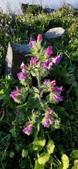Echium judaeum