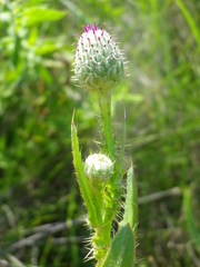Cirsium alatum