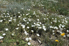 Convolvulus holosericeus