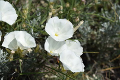 Convolvulus holosericeus
