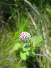 Cirsium alatum