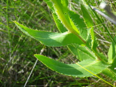 Cirsium alatum