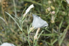 Convolvulus holosericeus
