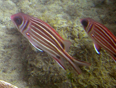 Sargocentron cornutum