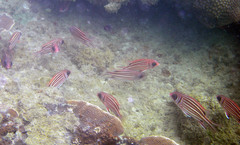 Sargocentron cornutum
