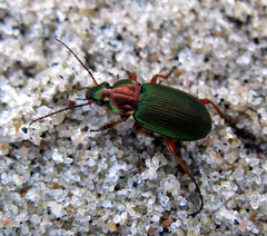 Chlaenius nigricornis