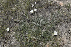 Convolvulus holosericeus
