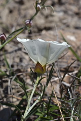 Convolvulus holosericeus