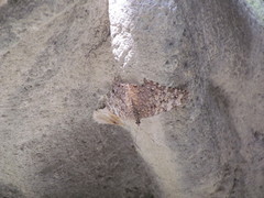 Hamadryas feronia