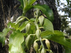 Catasetum cernuum