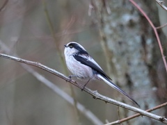 Aegithalos caudatus