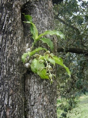 Catasetum cernuum