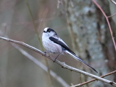 Aegithalos caudatus
