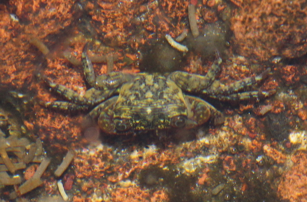 mottled shore crab