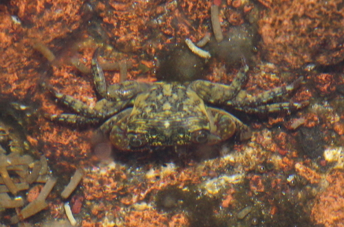 mottled shore crab