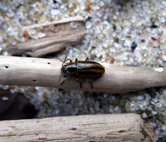 Prasocuris phellandrii