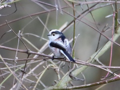 Aegithalos caudatus