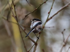 Aegithalos caudatus