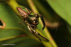 Colopsus