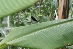 Atrocalopteryx atrata