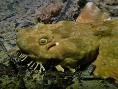 Orectolobus parvimaculatus