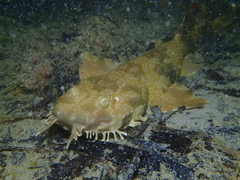 Orectolobus parvimaculatus