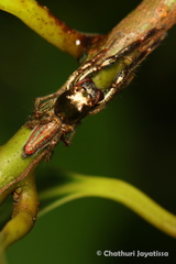 Colopsus