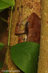 Polypedates cruciger