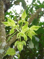 Catasetum cernuum