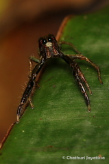 Colopsus