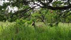 Hippocamelus bisulcus